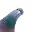 A Quick Guide To Google’s Pigeon Update