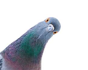 A quick guide to google's pigeon update