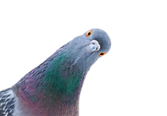 A quick guide to google's pigeon update