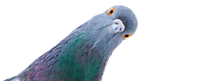 A quick guide to google's pigeon update