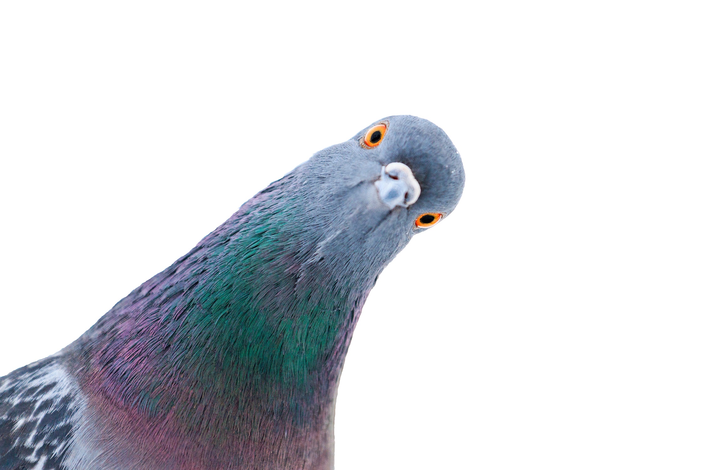 A quick guide to google's pigeon update